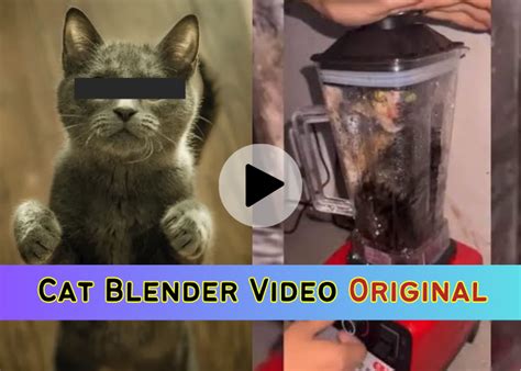 cat in blender video reddit|I watched the cat blender video out of curiosity and now i can